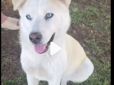 jindo husky mix 8 mos female gorgeous