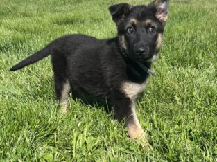 Farm German Shepherd Puppies AKC