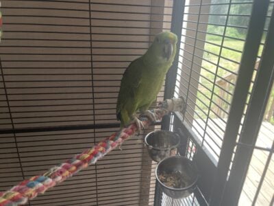 Parrot for Sale CAGE INCLUDED
