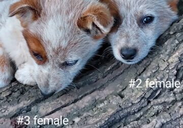 Red heeler