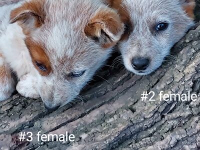 Red heeler