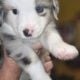🐶✨ Miniature Australian Shepherd Puppies