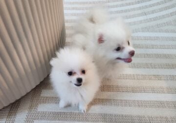Pomeranian