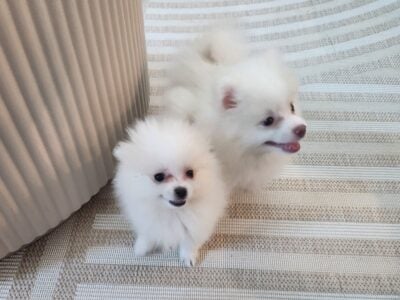 Pomeranian