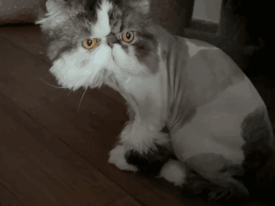 2 male Persians