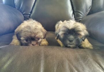 Shih tzu