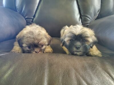 Shih tzu