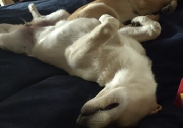 German shepherd puppies