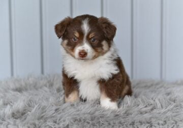 Mini Australian Shepherd Holmesville OH Coco