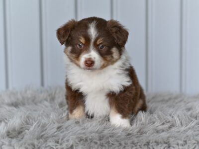 Mini Australian Shepherd Holmesville OH Coco