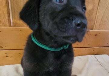 LABHOUND PUPPIES