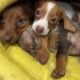 Mini-Dachshund CKC Ezri I’m the Last One