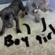 Great Dane puppies