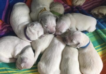 English Cream Golden Retriever Puppies