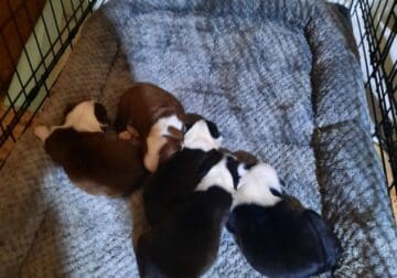 Purebred Boston Terrier Litter Born May 5