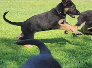 4 GSD Puppies
