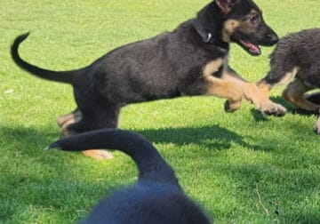 4 GSD Puppies