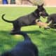 4 GSD Puppies