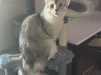 Registered Maine Coon male