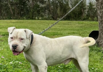 American Bulldog Male (2 yrs old)