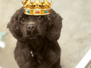 Chocolate female cocker spaniel