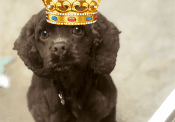 Chocolate female cocker spaniel