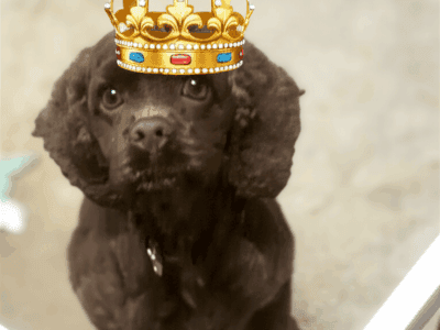 Chocolate female cocker spaniel