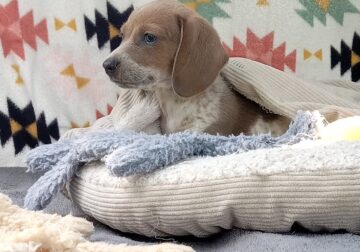 Huxley – CKC Miniature Dachshund