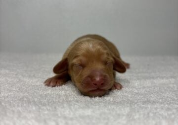 Dachshund puppies