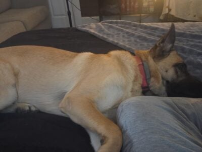 German Shepherd