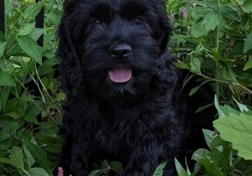 Sambo (male Cockapoo)