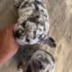 Lilac Merle French Bulldog