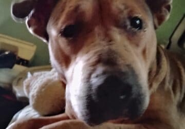 Good girl for a good home