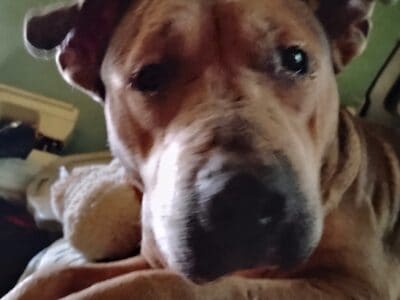 Good girl for a good home