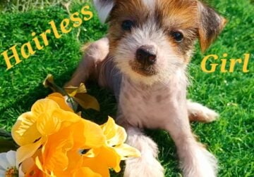 Chinese Crested Puppies