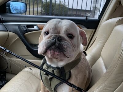 English bulldog male