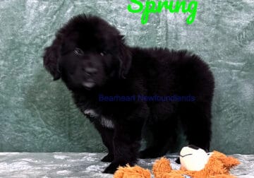 Spring at Bearheart Newfoundlands
