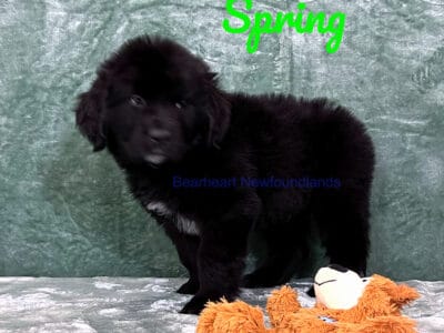 Spring at Bearheart Newfoundlands