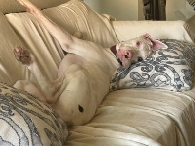 Great Dane puppy