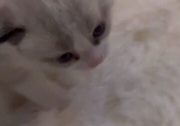 Siamese kitten