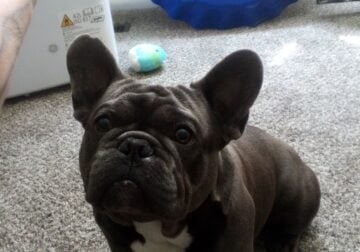 Stud Frenchbulldog