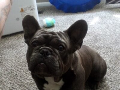 Stud Frenchbulldog