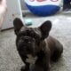 Stud Frenchbulldog