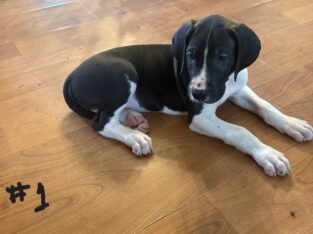 8 week old great Dane puppies