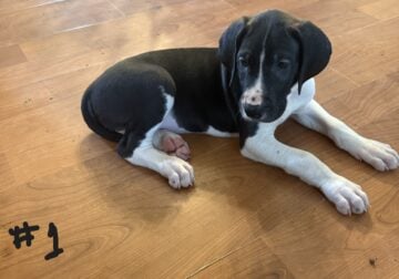 8 week old great Dane puppies