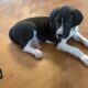 8 week old great Dane puppies
