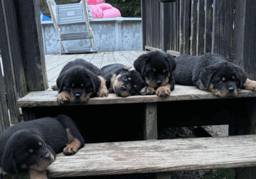 Rottweiler pups $800
