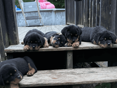 Rottweiler pups $800