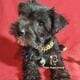 Miniature Schnauzer Girl Puppy