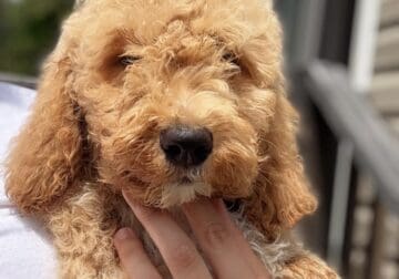 CKC Standard Poodles